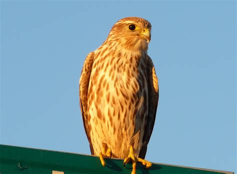 LIFE IS GOOD: MERLIN - A BEAUTIFUL BIRD