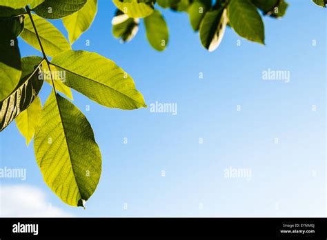 natural background - illuminated green leaves of walnut tree and blue ...