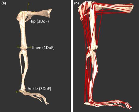 Mouse Muscle Anatomy Diagram