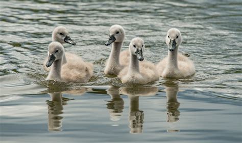 Flock Of Flamingo · Free Stock Photo