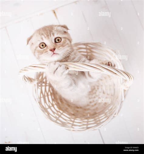 Cat background. Picture for a calendar with kitten Stock Photo - Alamy