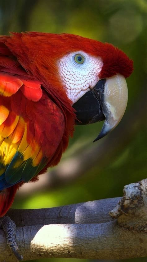 Rainbow Macaw Parrot | Birds of a Feather Flock Together | Pinterest | Rainbows