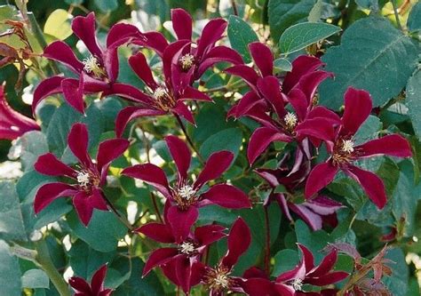 Try this clematis vine with the velvety red flowers: George’s Plant Pick of the Week - pennlive.com