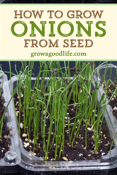 How to Grow Onions From Seed | Growing spring onions, Green onions growing, Growing onions from seed