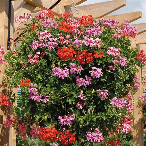 Geranium 'Trailing Supreme' Pre-planted Hanging Basket - Hanging Basket ...