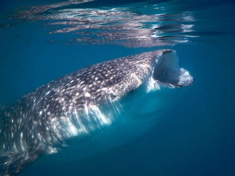 Whale Shark Snorkel Tour Cabo San Lucas | Adventures in Baja