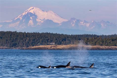 7 Things You Can Do to Help Save the Orcas | ParentMap