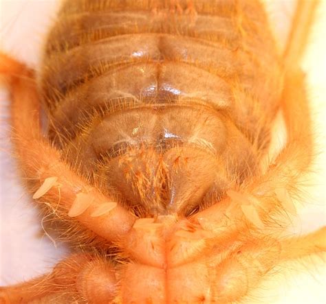 Solifugae | Arachnipedia Wiki | FANDOM powered by Wikia