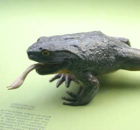 Goliath Frog - Animal Facts and Information