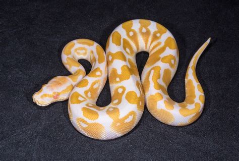 Are Albino Ball Pythons Rare?