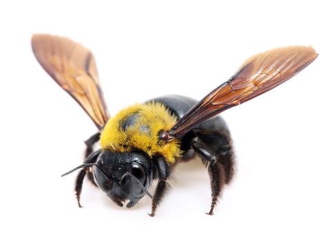 Carpenter Bee Repellent - How To Get Rid Of Carpenter Bees