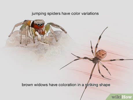 3 Ways to Identify Spiders - wikiHow