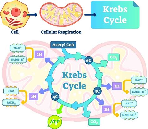 Aerobic Respiration - The Definitive Guide | Biology Dictionary