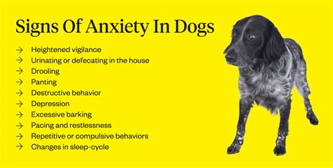 Signs Of Anxiety In Dogs | Dutch