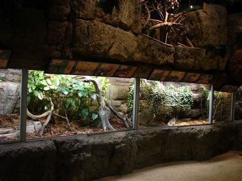 reptile exhibit - Google Search | Reptile house, Reptile zoo, Reptiles