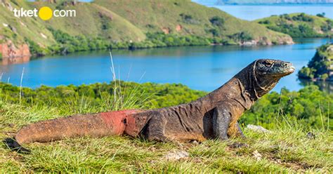 Daya Tarik Wisata Pulau Komodo, Bukan Cuma Ada Sang Naga Aja | tiket.com