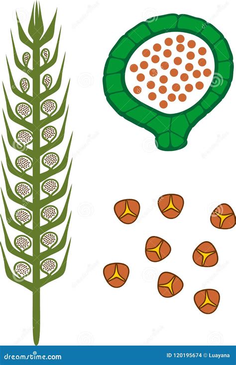 Strobilus of Lycopodium Running Clubmoss or Lycopodium Clavatum with Sporangium and Spores on ...