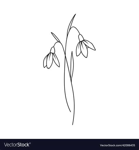 Snow drop january birth month flower Royalty Free Vector