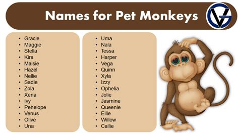 Good Names for Pet Monkeys | Naming Idea - GrammarVocab