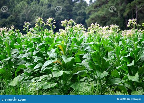 Flowering Tobacco Plants In Bloom Stock Image - Image: 32219463