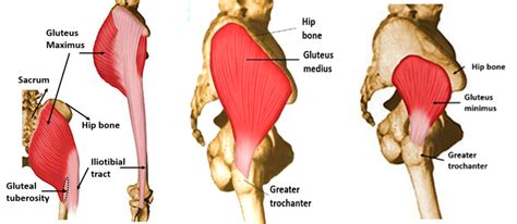 Gluteal Region - Gluteal muscles and lateral totators of hip