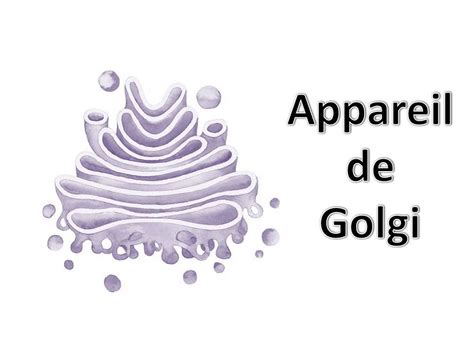 Appareil de Golgi