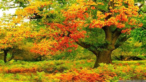 Autumn Tree Wallpaper (61+ images)