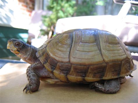 File:Three-toed Box Turtle.jpg - Wikipedia, the free encyclopedia