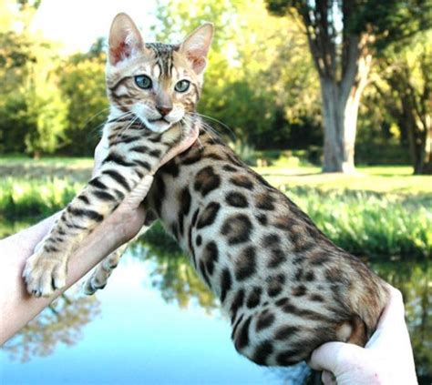 The Bengal is a hybrid breed of domestic cat. Bengals result from crossing a domestic feline ...