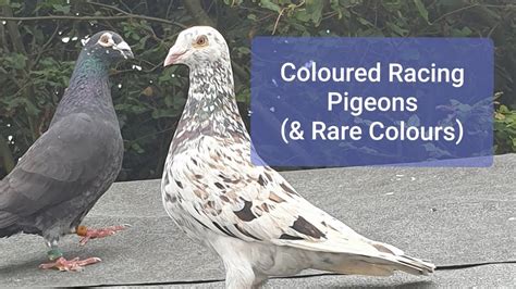 Coloured Racing Pigeons (& rare colours) - YouTube