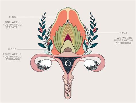 Your Beautiful 4th Trimester Body | Dr. Rachael Elizabeth in 2023 | 4th ...