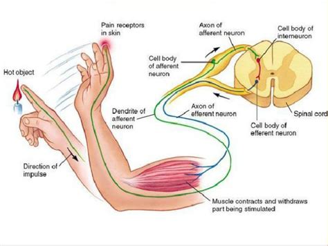 Spinal Reflexes