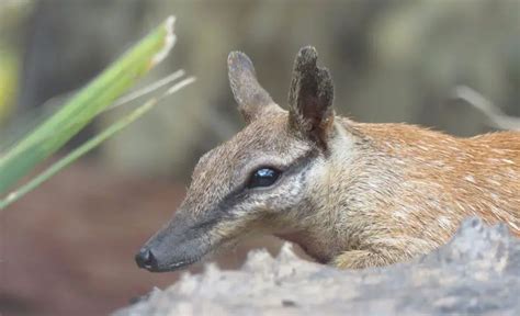 Numbat | The Animal Facts | Appearance, Diet, Habitat, Behavior, Lifespan