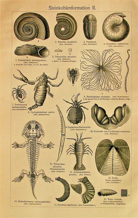 Paleozoic Era Fossils