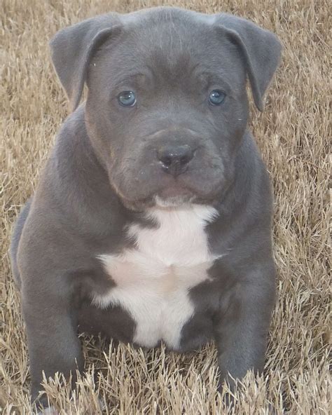 Blue Pitbull Puppies | Blue Pitbull Puppies Blue Nose Pit Bull Puppy Blue Nose Pitbull Puppies ...