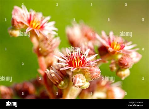 Houseleek flower hi-res stock photography and images - Alamy