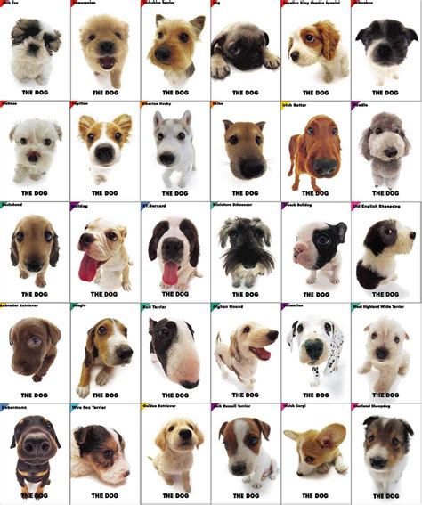 Pet Info.: Which dog breed to choose?