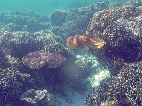 The Fascinating and Beautiful, Yet Not So Cute Cuttlefish