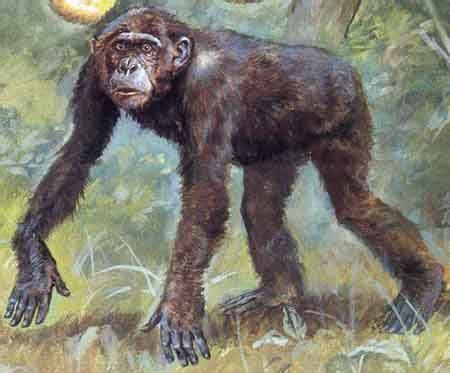 Hominoidea: Dryopithecus - 9,5 myb (miocen) Homo Habilis, Chinese ...
