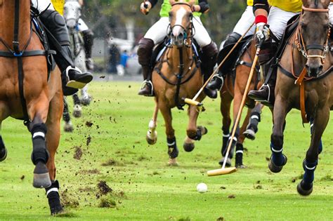 Horse Polo Terminology: Talk the Talk of this Fast-Paced Sport - Horse Rookie