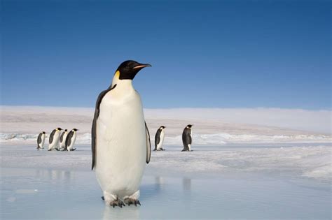 Cientistas argentinos encontram fósseis de pinguim gigante na Antártida ...