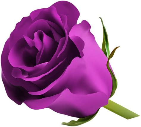 Purple Rose PNG Clip Art Image (With images) | Pink rose png, Red rose png, Red roses wallpaper