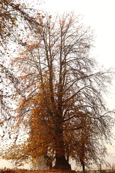 A chinar tree during autumn season - PixaHive