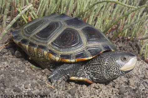 Northern Diamondback Terrapin (Reptiles of Alabama) · iNaturalist