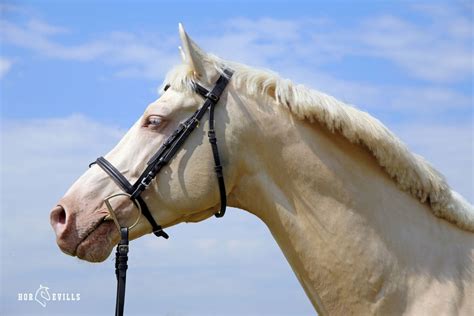 Cremello Horses: Cost, Characteristics, Behavior & Fun Facts