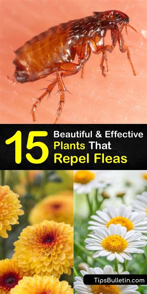 Flea repelling plants – Artofit