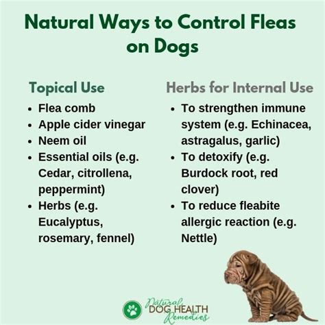 Natural Flea Control | How to Get Rid of Dog Fleas Naturally