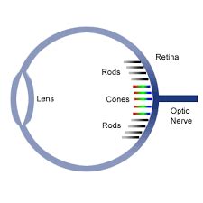 Peripheral Vision: Definition & Problems | Study.com