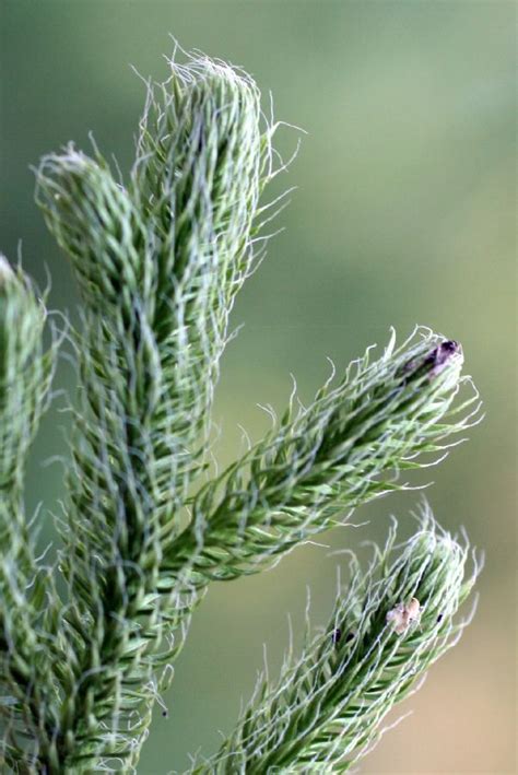 Lycopodium clavatum (Lycopodiaceae) image 33408 at PlantSystematics.org