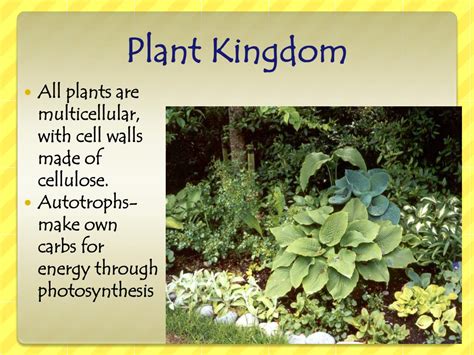 PPT - Plant Kingdom PowerPoint Presentation, free download - ID:2114953